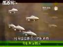 刚果河巨型大鱼探秘教学视频