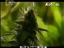 科学探索吸食大麻上瘾内幕视频教程