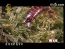 全球十大恐怖动物排行榜视频教程