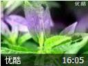 中草药栽培技术