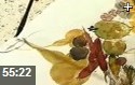 果蔬国画技法专业教学视频