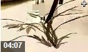 兰花水墨画国画技法教学视频