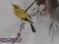 詹仁左小写意花鸟视频教程
