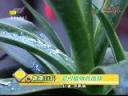 室内绿色植物选择技巧教学视频