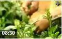 中国名茶正确饮茶程序简介教学视频