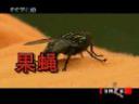 那些危害身体健康的虫子