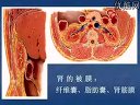人体解剖学7泌尿系统讲解视频