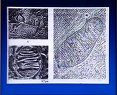 中国医科大学教学课件-医学细胞生物