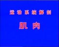 肌肉的解剖特征-运动系统解剖课程