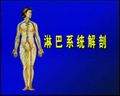 淋巴系统解剖教学视频
