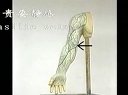 人体静脉系统的解剖学课程