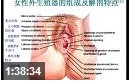 女性生殖系统的发育与解剖课程