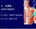 正常人体解剖学讲课视频