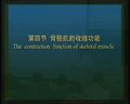 骨骼肌的收缩功能
