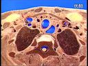卫生部医学视听教材——解剖