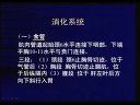 医学影像学讲课-消化系统的影像学诊断