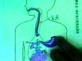 消化系统科普教学视频