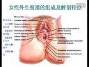 女性生殖系统解剖与发育-吉林大学医学院