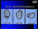 中国医科大学妇产科网络教学视频