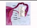 女性不孕症的常见原因和治疗 中山大学医学课程