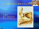 口腔解剖学 四川大学医学课程