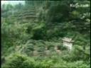 龙井茶饮茶文化详解教学视频