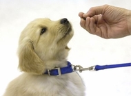 如何训练爱犬