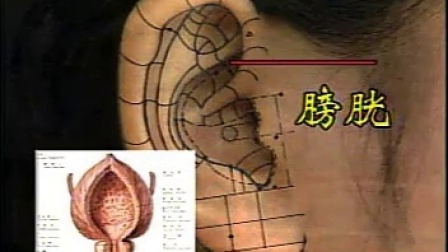 中医经络穴位知识专辑