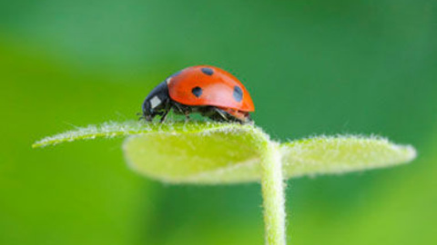 昆虫分类学