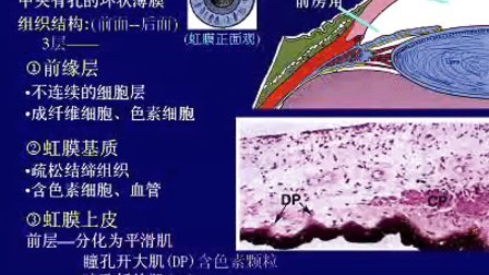 西医《组织胚胎学》中山大学