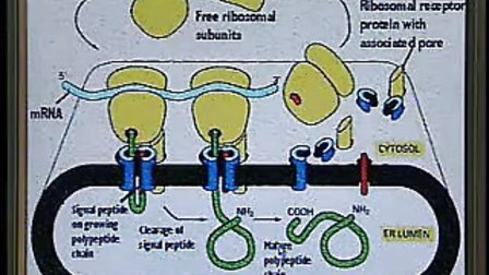 人体组织学与胚胎学