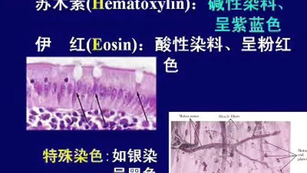 中山大学组织胚胎学