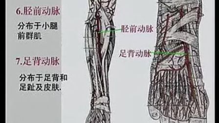 人体解剖学