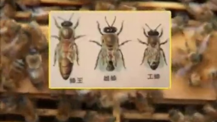 专业蜜蜂养殖实用手册教学视频