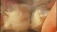 良种肉羊舍饲技术