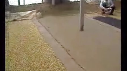 芽苗菜栽培技术大全