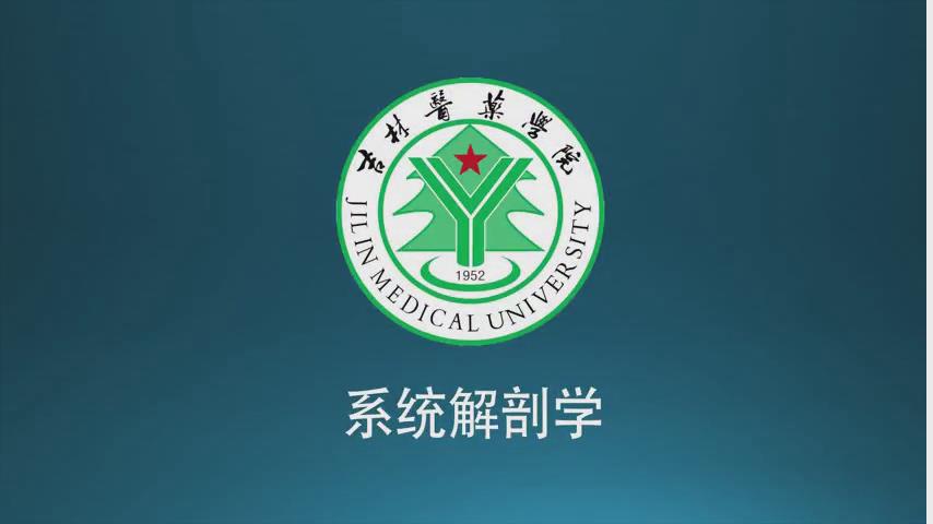 系统解剖学