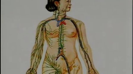 卫生部医学视听教材——系统解剖学