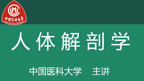 人体解剖学