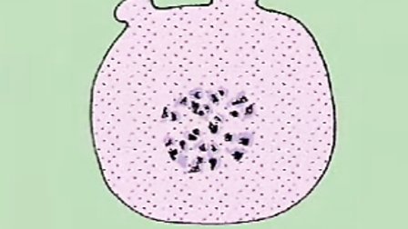 病理学（病理解剖学）