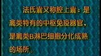 医学免疫学与微生物学