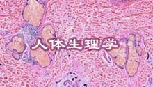 人体生理学