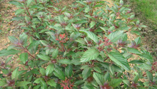药用植物学与生药学