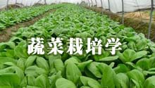 蔬菜栽培学