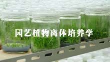 园艺植物离体培养学
