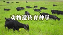 动物遗传育种学