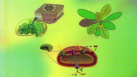 植物生理学