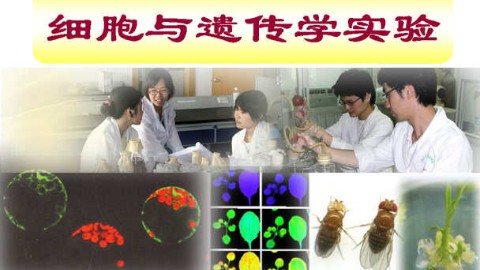 细胞与遗传学实验