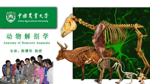 动物解剖学