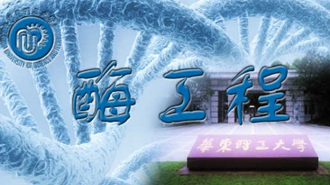 酶工程
